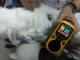 PULSOXIMETRO OXY-100 VETERINARIA