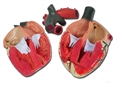 MODELLO CUORE LINEA "VALUE" - 3 parti - 3X