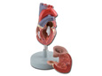 MODELLO CUORE - 2 parti - 1X