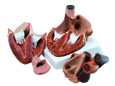 MODELLO CUORE - 4 parti - 3X