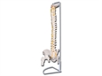 MOD. COLONNA VERTEBRALE CON FEMORI LINEA "VALUE"