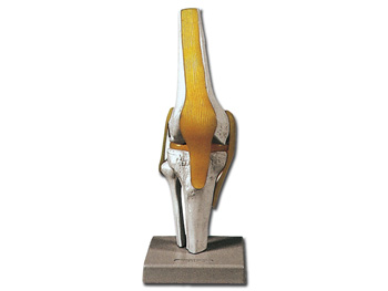 MODELLO GINOCCHIO