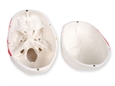 MODELLO CRANIO LINEA "VALUE" - 1X - 3 parti - numerato