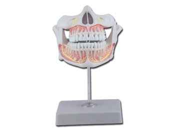 DENTATURA PERMANENTE