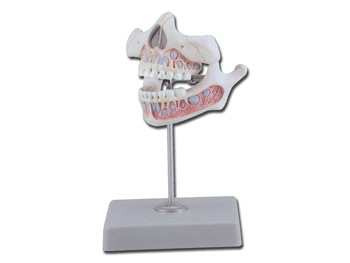 DENTATURA GIOVANILE