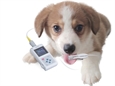 PULSOSSIMETRO VETERINARIO OXY-50 con software